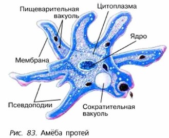 Одноклеточные Животные Фото